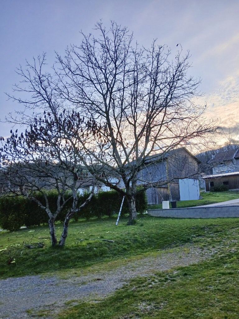 Elagage et d'abattage 4 Élagage d'un noyer / Avant