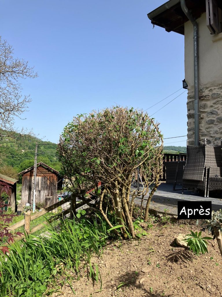 Entretiens des espaces verts 10 FORSYTHIA 1 APRES
