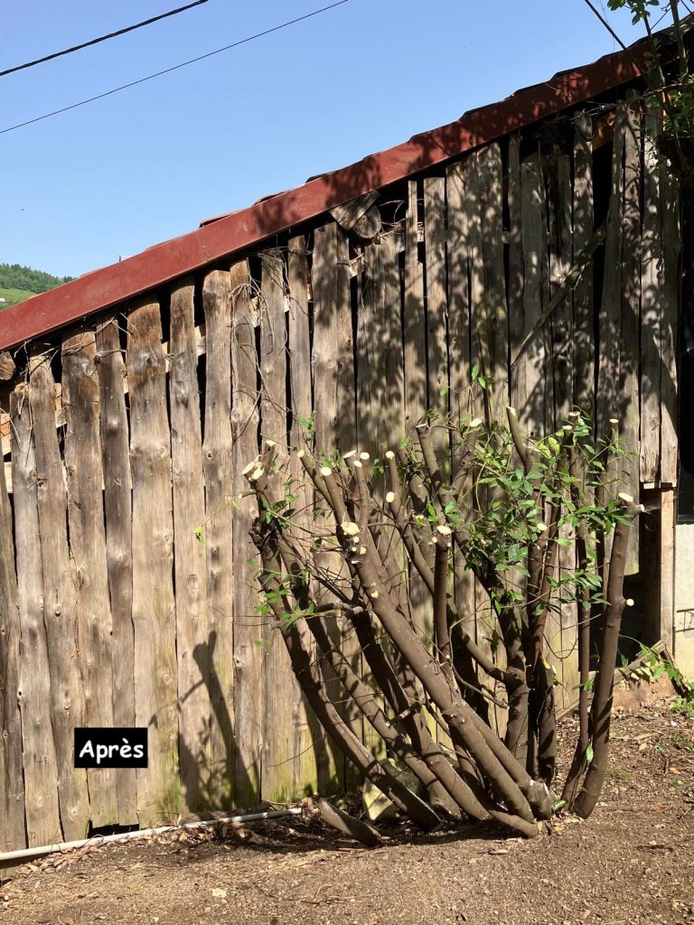 Entretiens des espaces verts 17 LAURIER 1 APRES