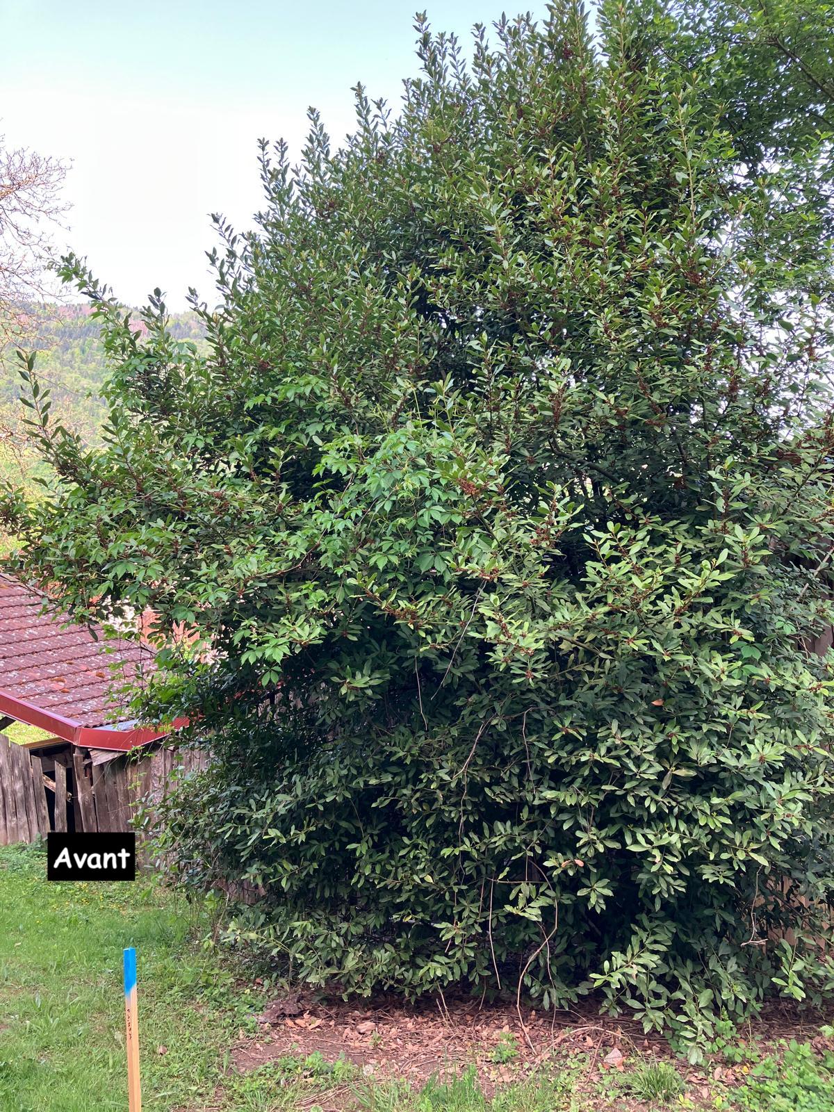 Entretiens des espaces verts 11 Before image